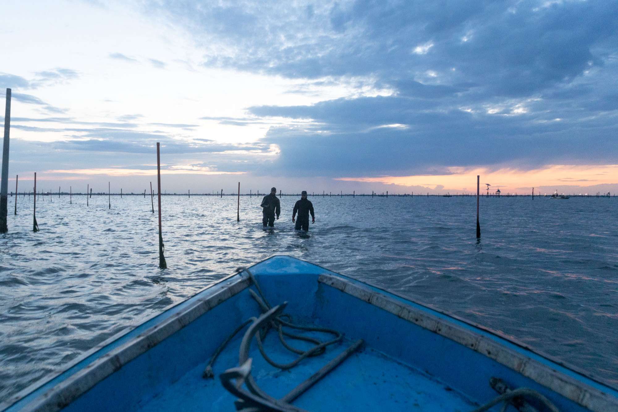 Fase di seminatura all'alba. Pescatori in mare con stivaloni stendono le reti.