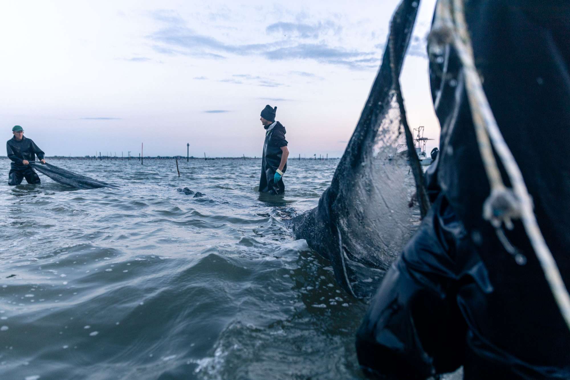 Fase di seminatura all'alba. Pescatori in mare con stivaloni stendono le reti.